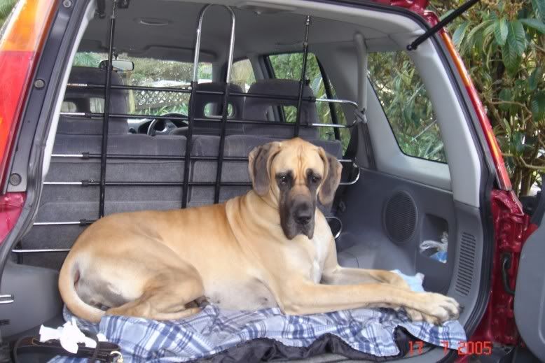 Dog ramp for honda crv
